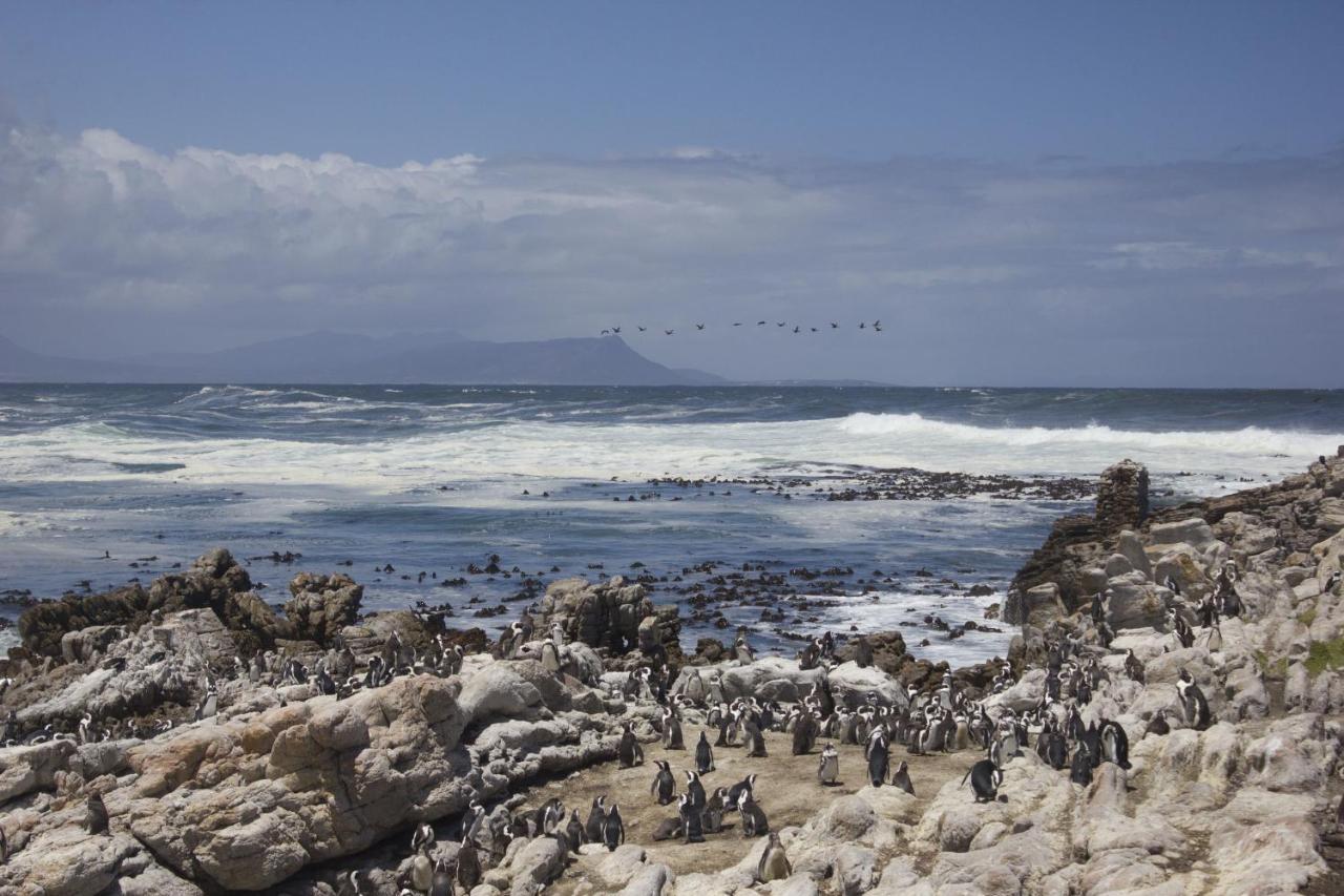 Silverdunes - Seaview Bettyʼs Bay Buitenkant foto